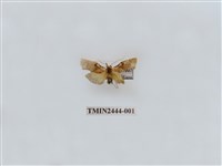 藏品(凸緣苔蛾)的圖片